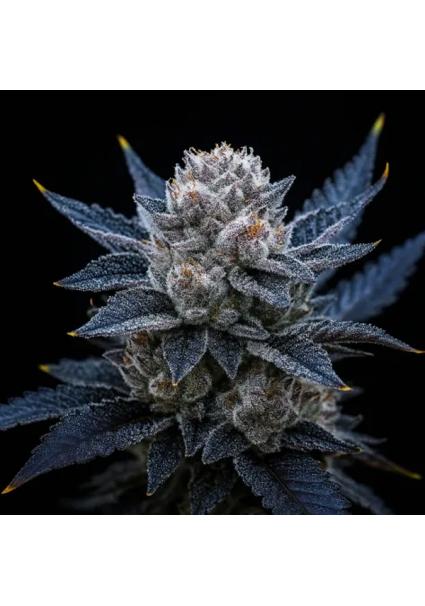 Guava Ice Cream  fem...