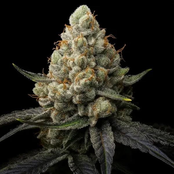 Sunshine Citrus  fem Triploid Seeds