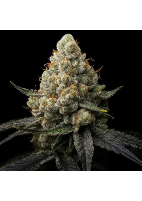 Sunshine Citrus  fem Triploid Seeds