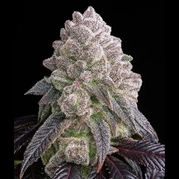 Tropical Sherbberry  fem Triploid Seeds