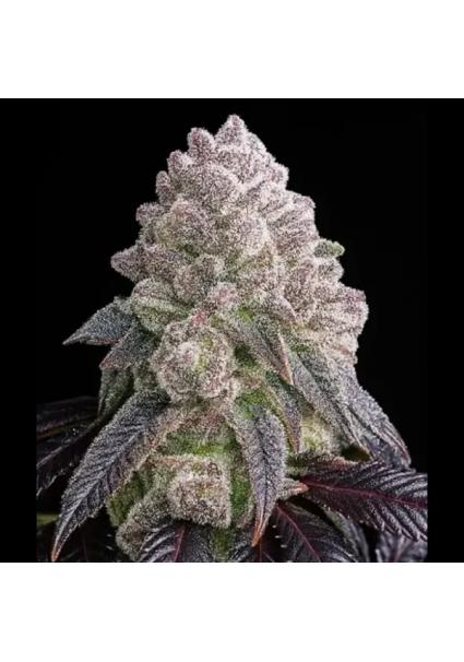 Tropical Sherbberry  fem...