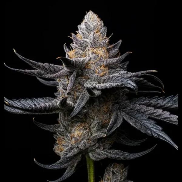 White Diamond  fem Triploid Seeds