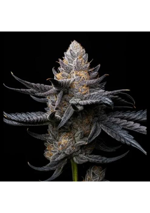 White Diamond  fem Triploid Seeds