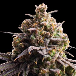 Tahitian Tingle  fem Triploid Seeds