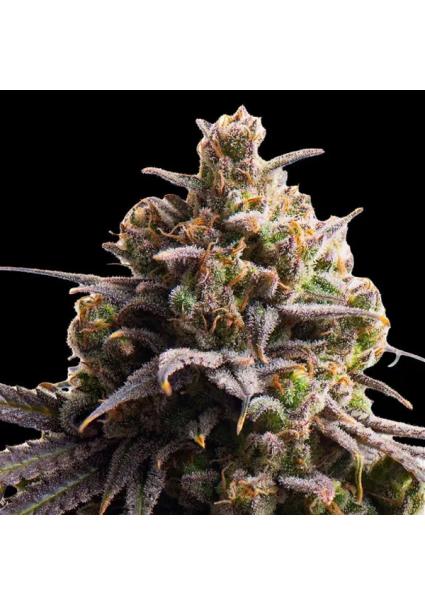 Tahitian Tingle  fem...