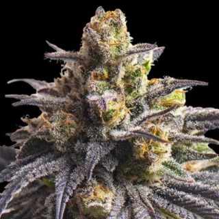 Sweetheart  fem Triploid Seeds