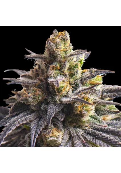 Sweetheart  fem Triploid Seeds