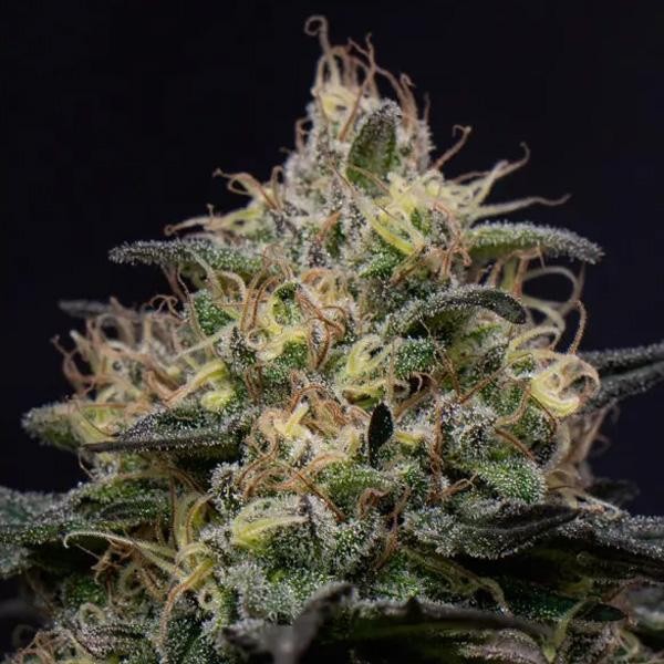 Silly Hills  fem Triploid Seeds