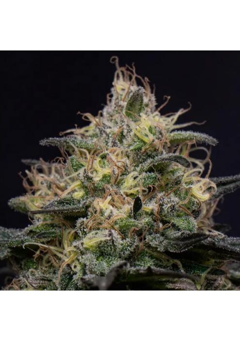 Silly Hills  fem Triploid Seeds