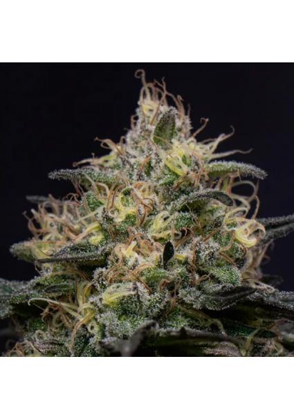 Silly Hills  fem Triploid...