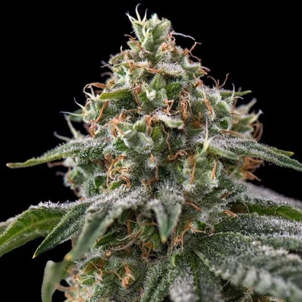 The Rascal  fem Triploid Seeds