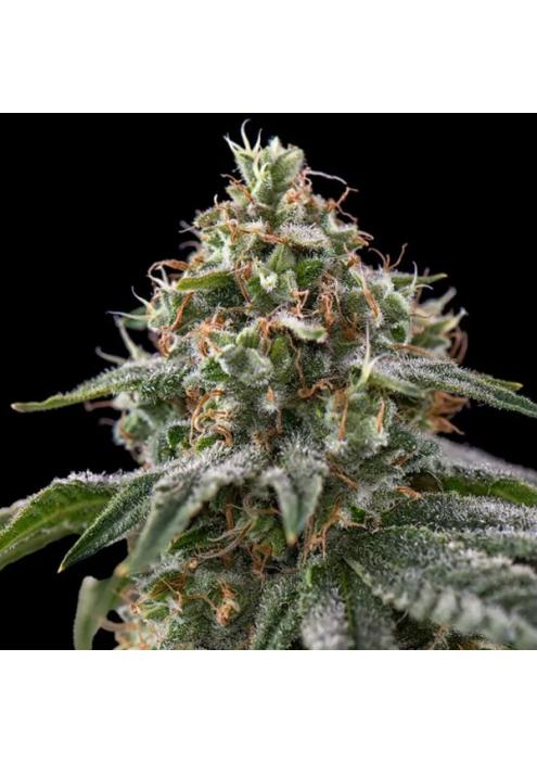 The Rascal  fem Triploid Seeds