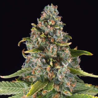 Summer Sweet  fem Triploid Seeds