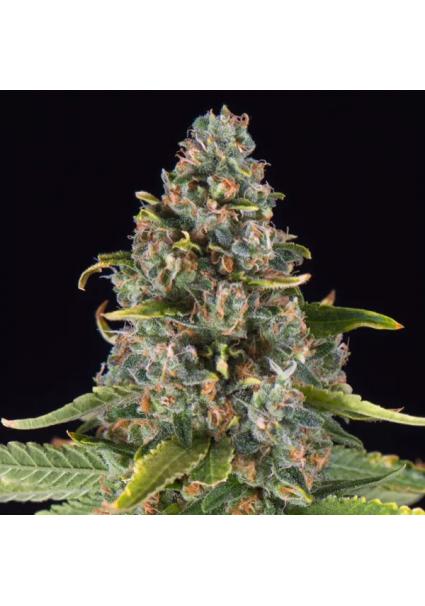 Summer Sweet  fem Triploid...