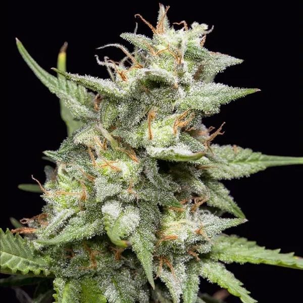 Fruity Forest  fem Triploid Seeds