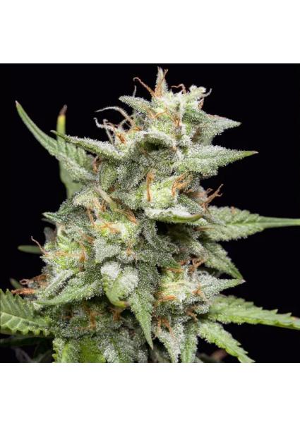 Fruity Forest  fem Triploid...