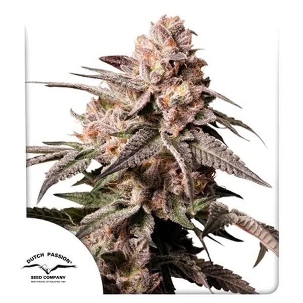 Slush Mint Cake Dutch Passion