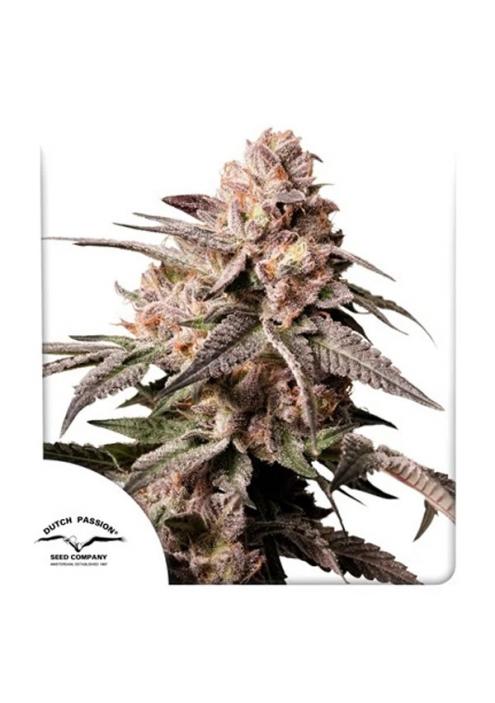 Slush Mint Cake Dutch Passion