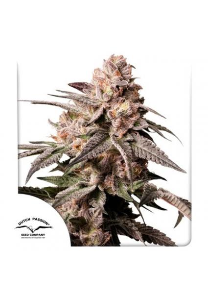 Slush Mint Cake Dutch Passion