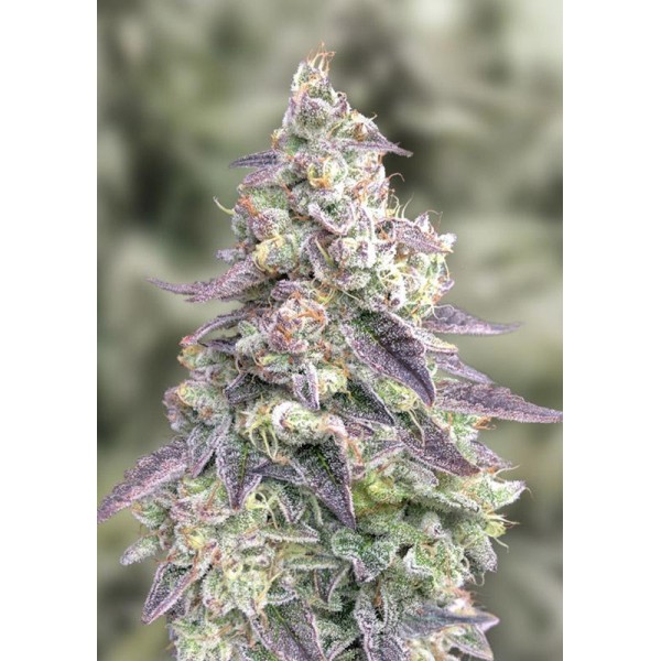 Auto 9 Pound Hammer High Speed Buds