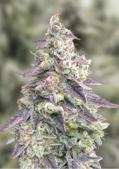 Auto 9 Pound Hammer High Speed Buds