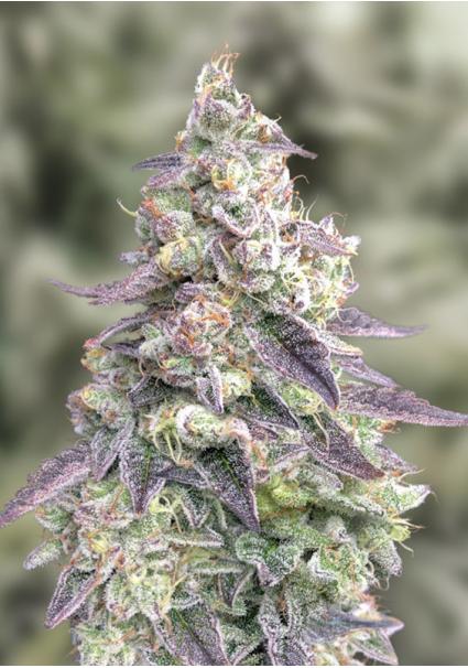 Auto 9 Pound Hammer High...