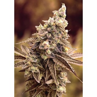 Auto Alien Candy Kush High Speed Buds