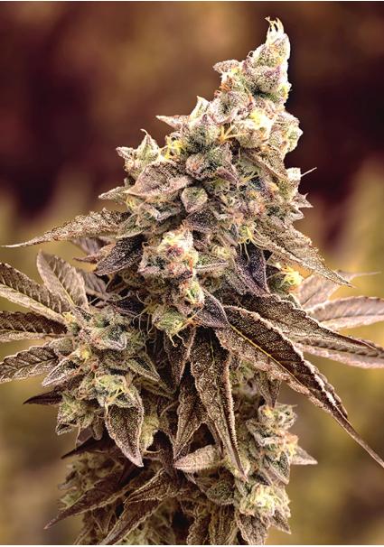 Auto Alien Candy Kush High...