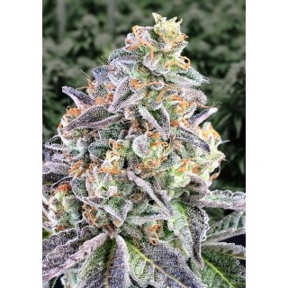 Auto Cherry Pie High Speed Buds