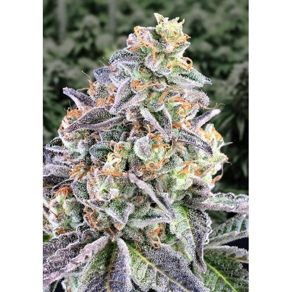 Auto Cherry Pie High Speed Buds