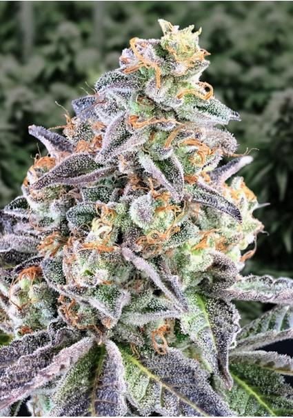 Auto Cherry Pie High Speed...