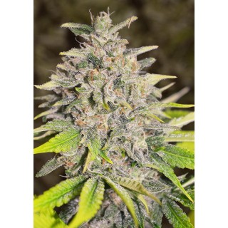 Auto Chocolope High Speed Buds