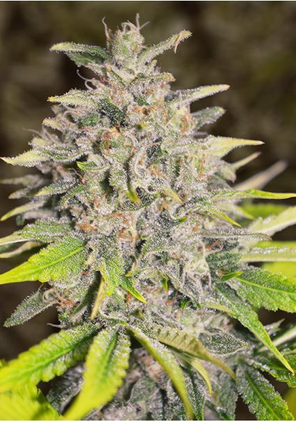 Auto Chocolope High Speed Buds