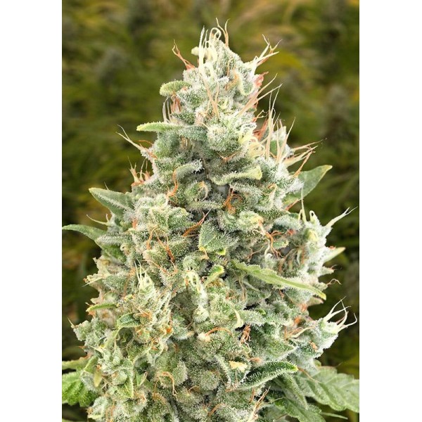 Auto Gorilla Zkittlez High Speed Buds
