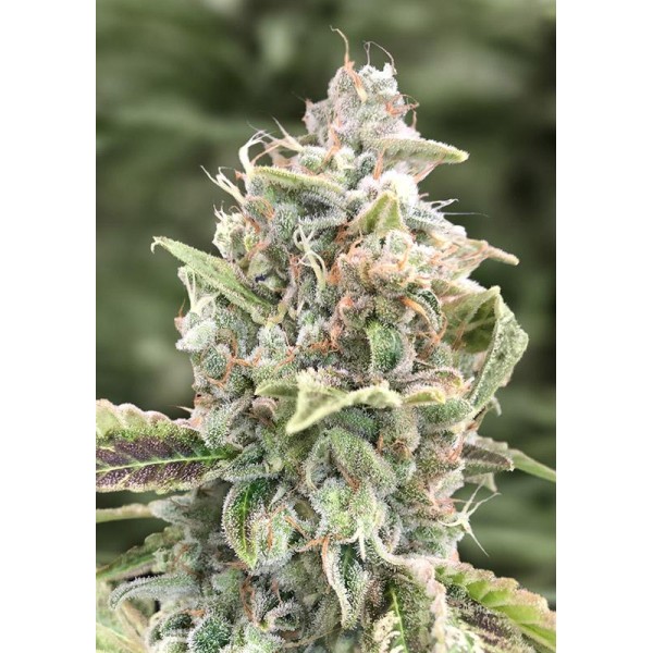 Auto Grateful Dead High Speed Buds