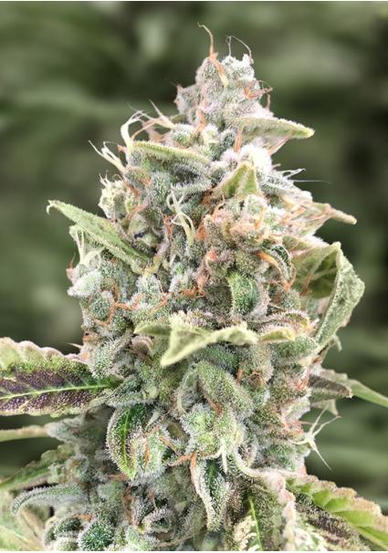 Auto Grateful Dead High...