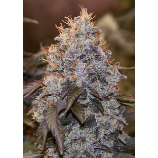 Auto Strawberry Banana High Speed Buds
