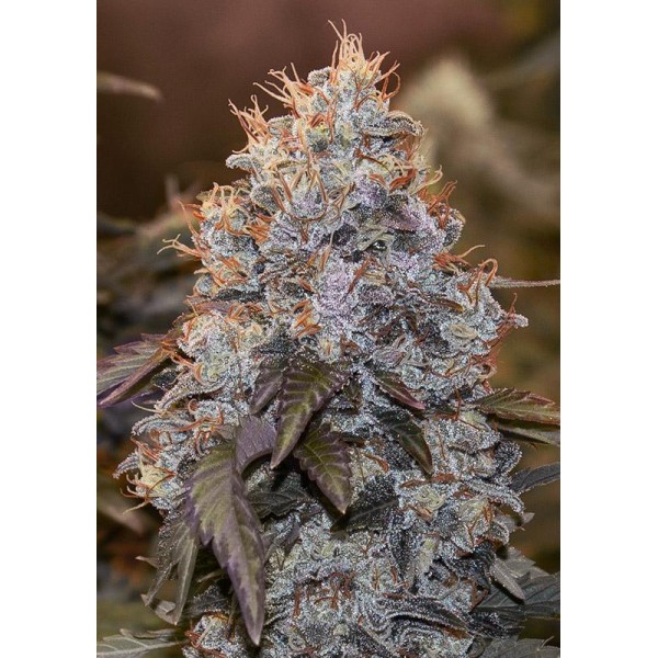 Auto Strawberry Banana High Speed Buds