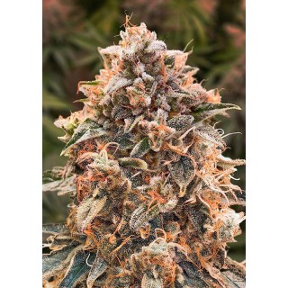 Auto Super Glue 4 High Speed Buds