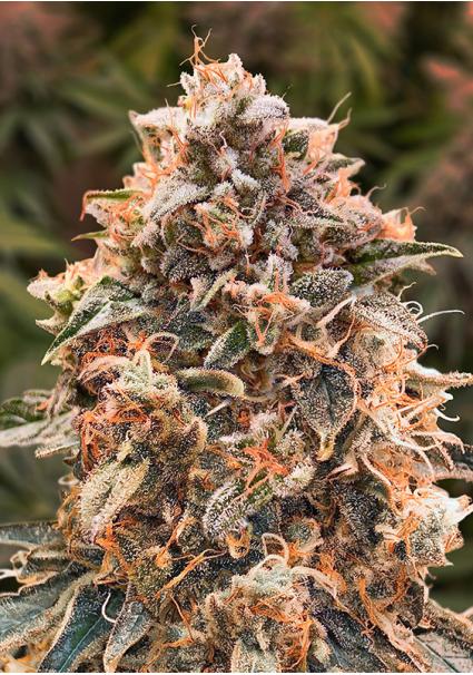 Auto Super Glue 4 High...