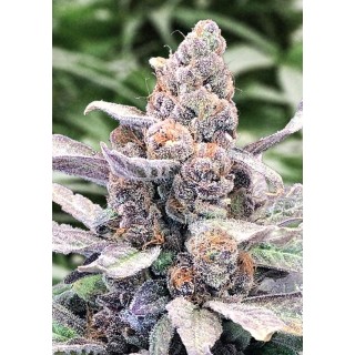 Auto Wedding Crasher High Speed Buds