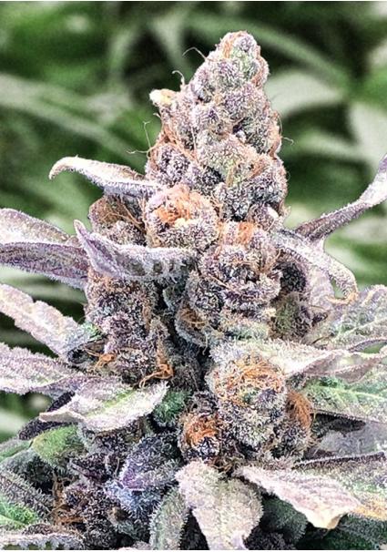 Auto Wedding Crasher High...