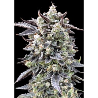 Brain Stroke Fast  High Speed Buds