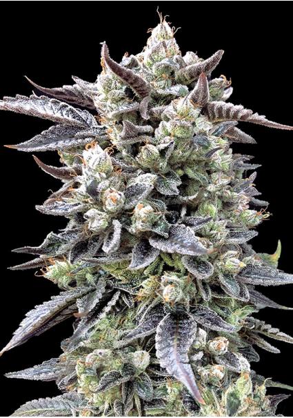 Brain Stroke Fast  High...