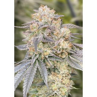 Gorilla Zkittlez Fast High Speed Buds