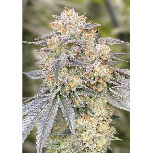 Gorilla Zkittlez Fast High Speed Buds