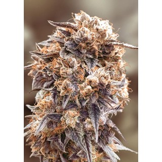 Purple Punch Fast High Speed Buds