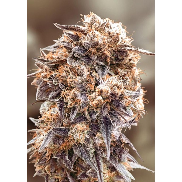 Purple Punch Fast High Speed Buds