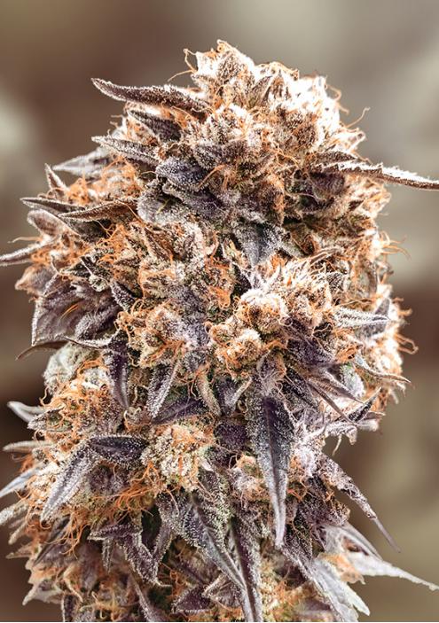 Purple Punch Fast High Speed Buds