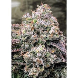 Strawberry Banana Fast High Speed Buds